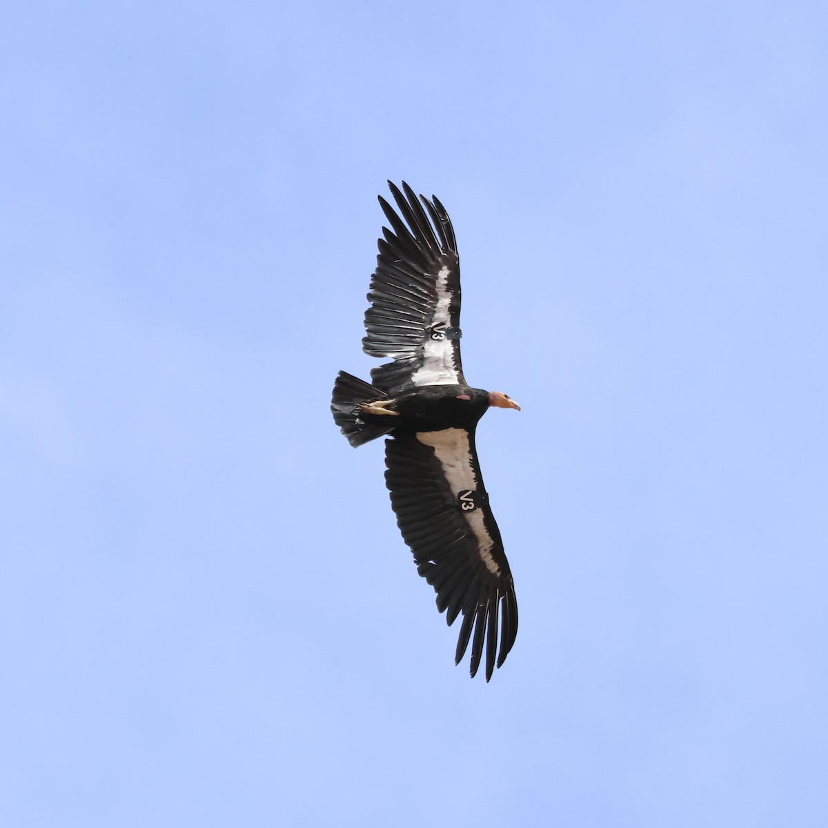 Condor de Californie - ML619750611