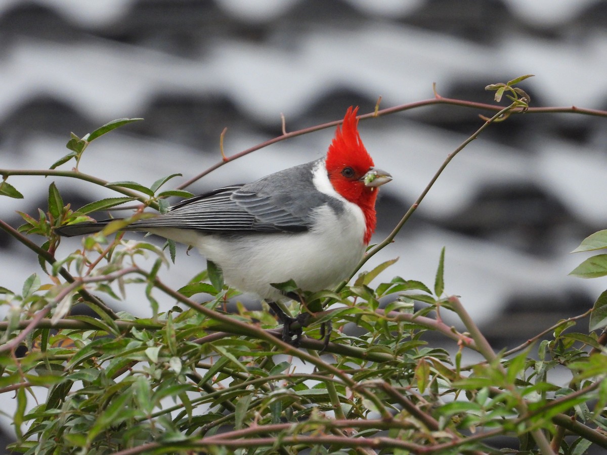 Red-crested Cardinal - ML619750630