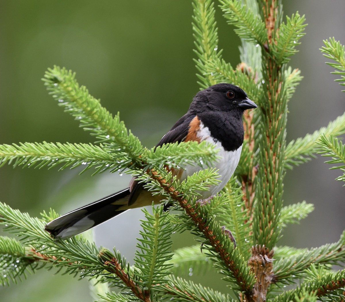 Eastern Towhee - ML619750644