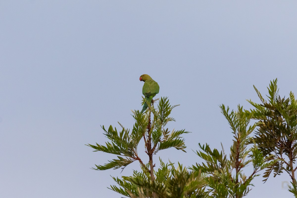 Yeşil Papağan - ML619750656