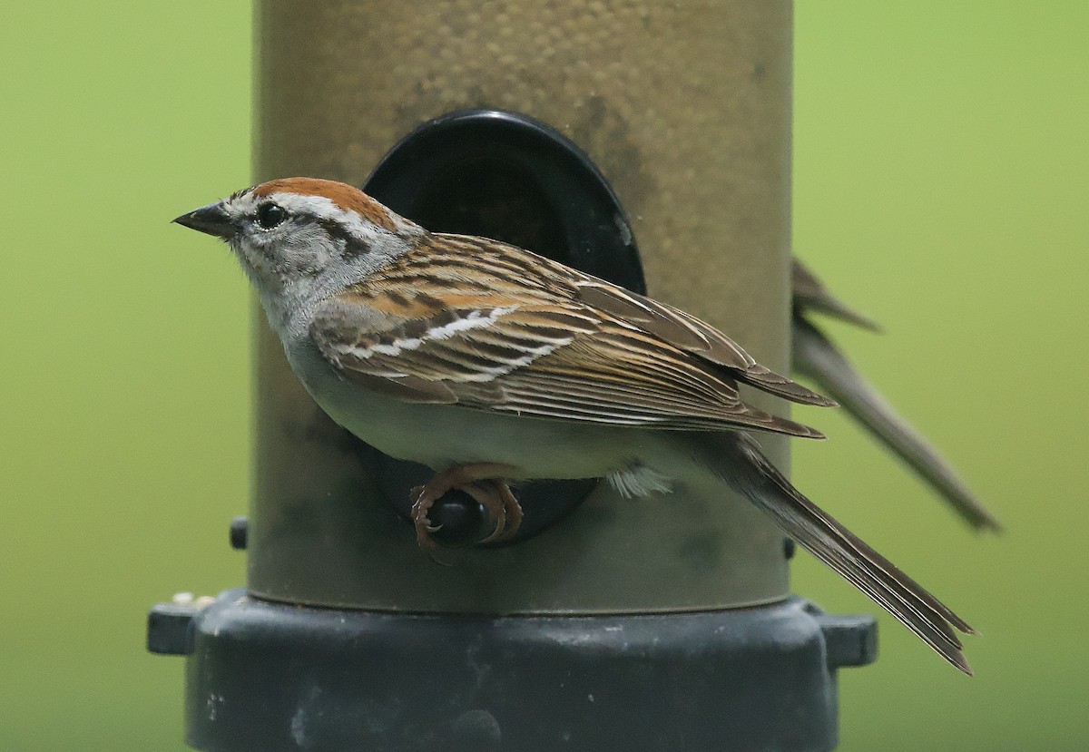 Chipping Sparrow - ML619750680
