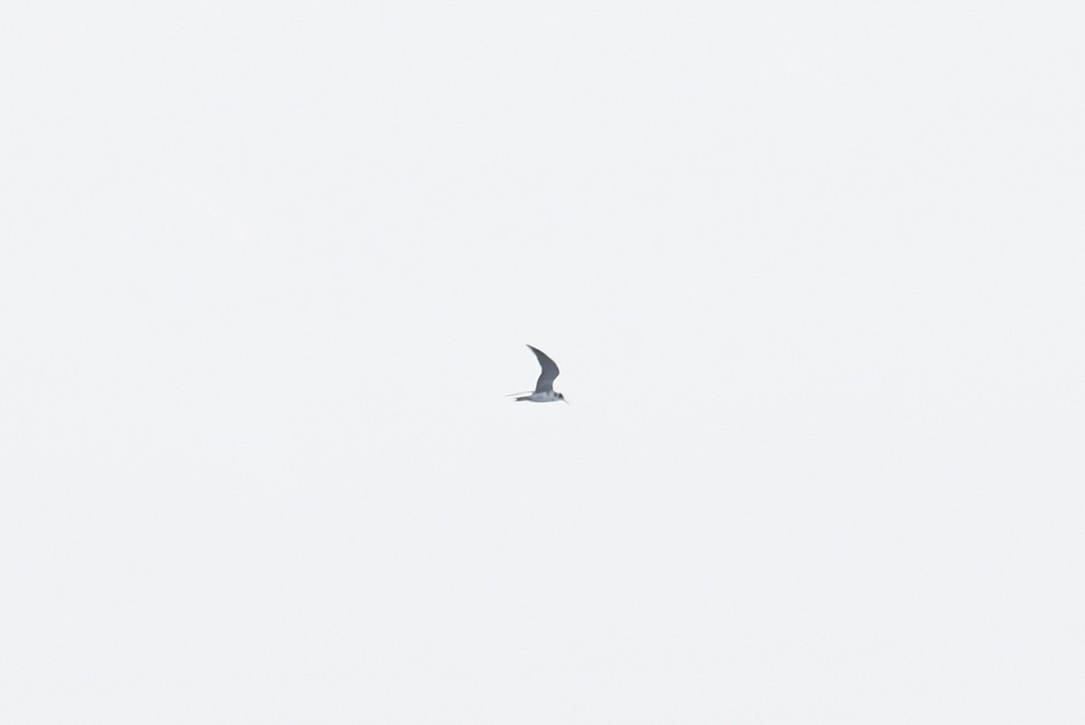 Black Tern (American) - ML619750690