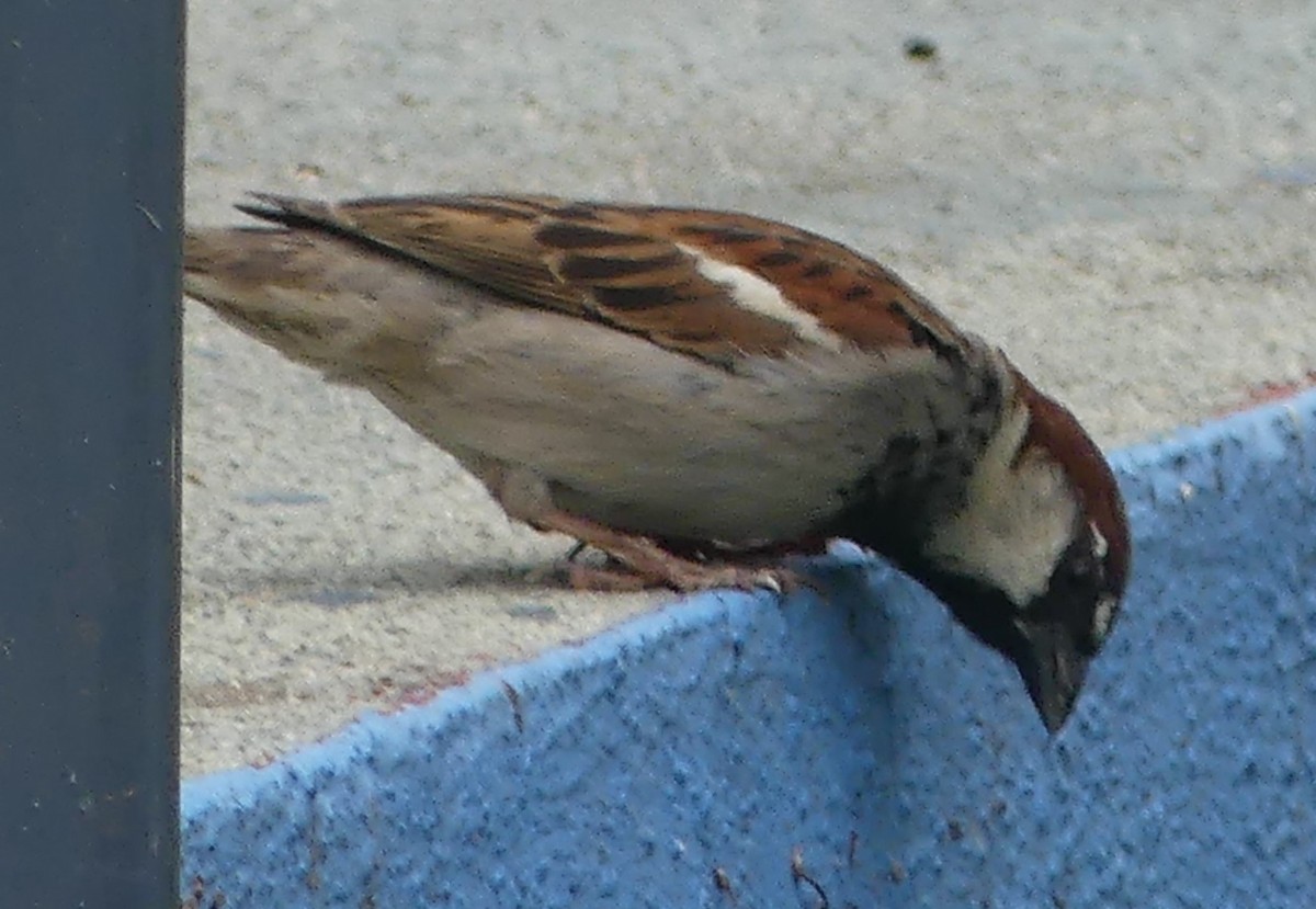 House Sparrow - ML619750712