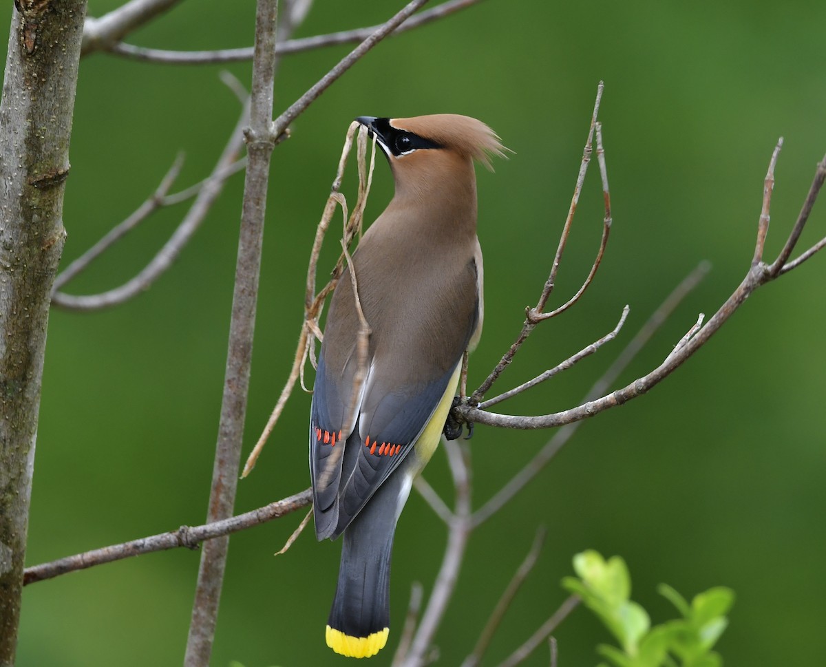 Cedar Waxwing - ML619750716