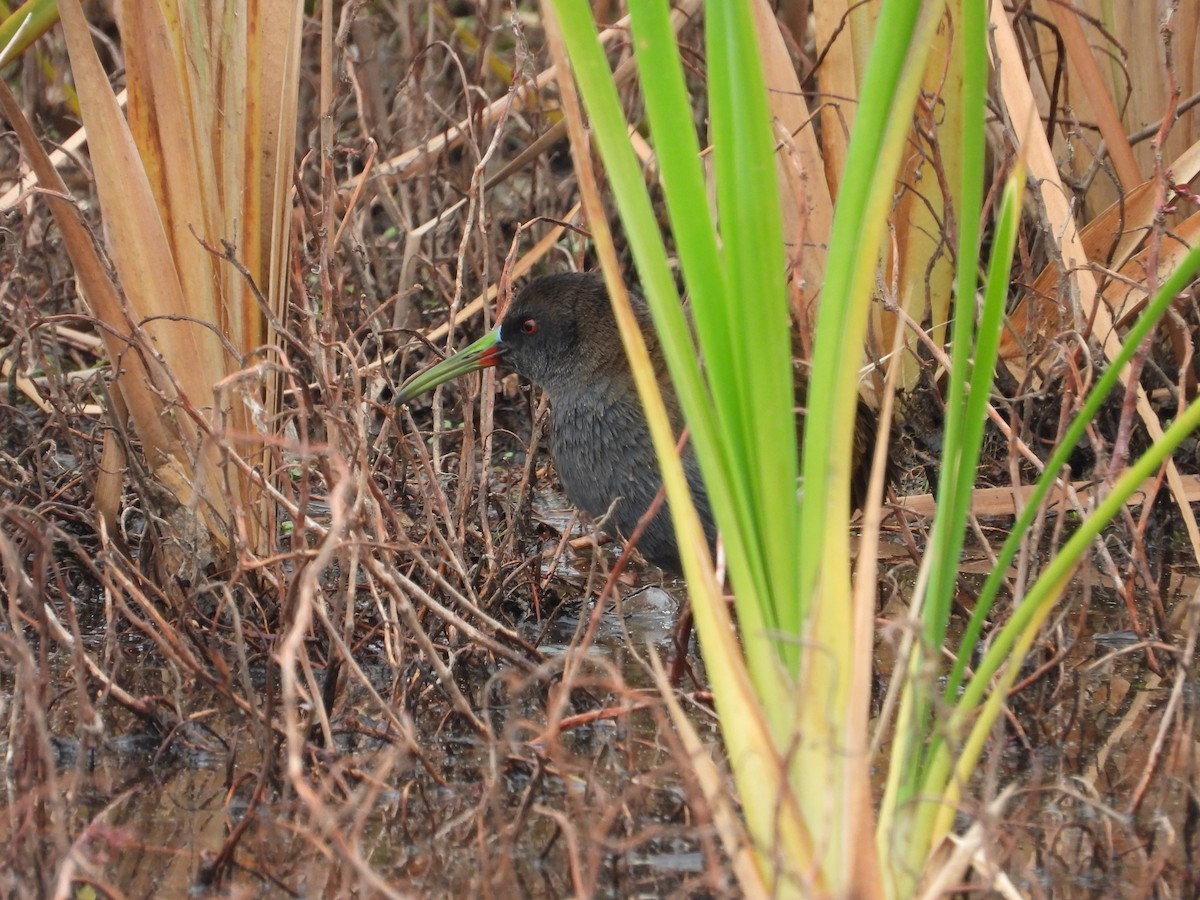 Plumbeous Rail - ML619750722