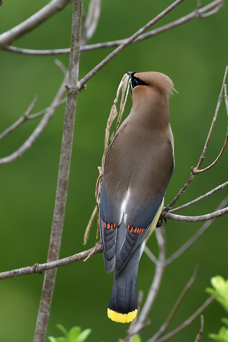 Cedar Waxwing - ML619750731