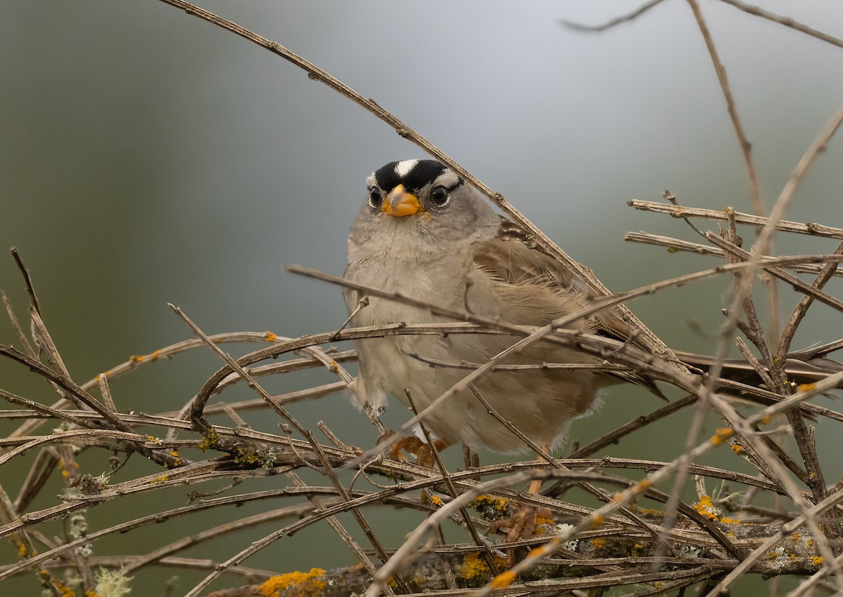 White-crowned Sparrow - ML619750786
