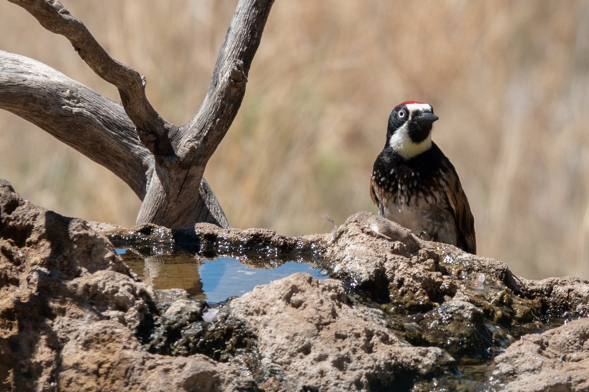 Acorn Woodpecker - ML619750790