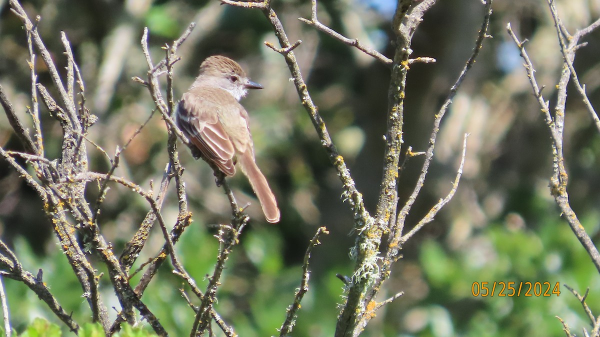 Ash-throated Flycatcher - ML619750803