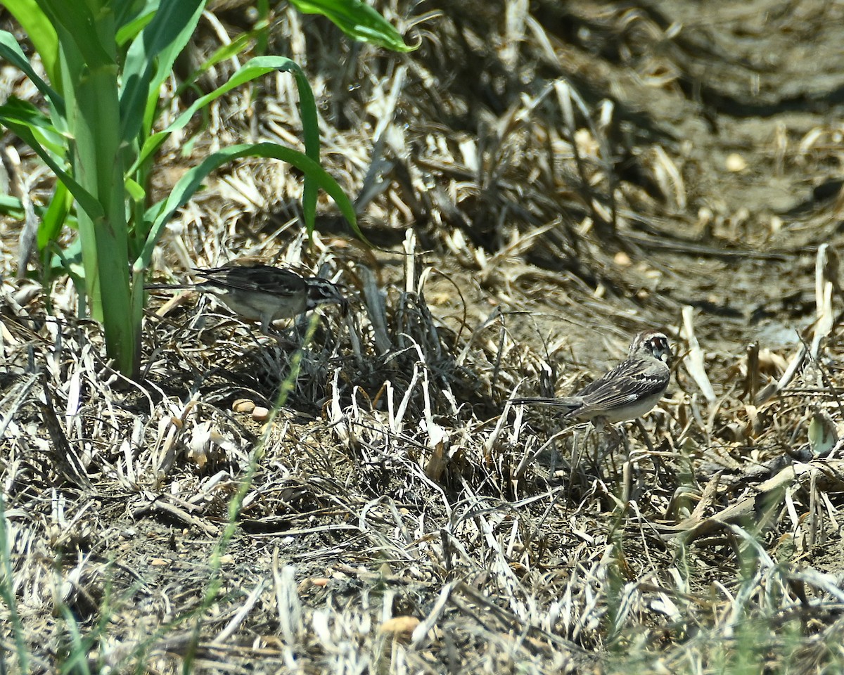 Lark Sparrow - ML619750807