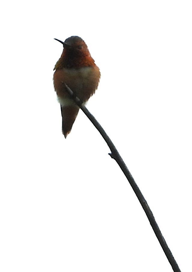 Allen's Hummingbird - ML619750821
