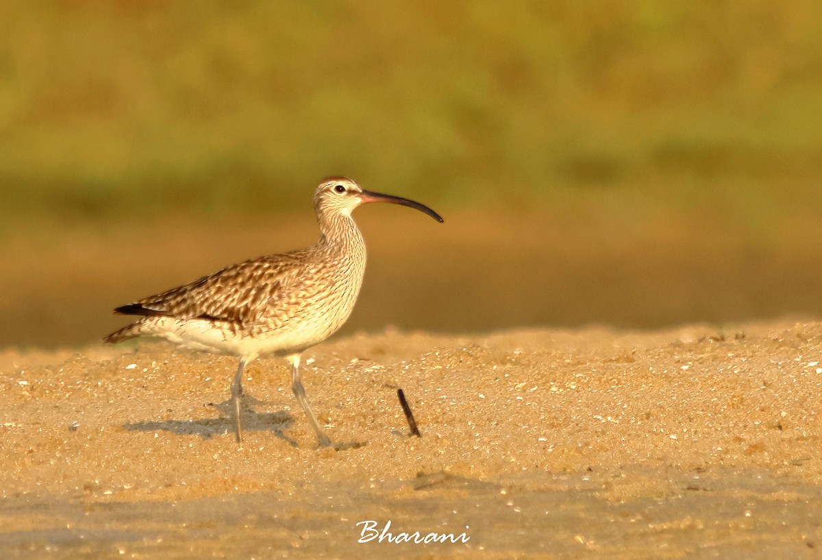 Regenbrachvogel - ML619750858