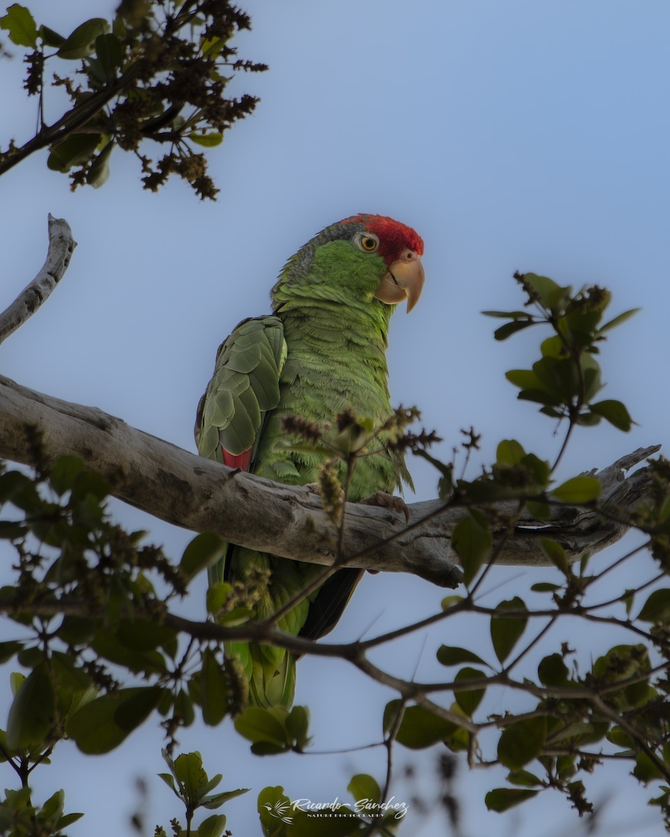 Red-crowned Amazon - ML619750886