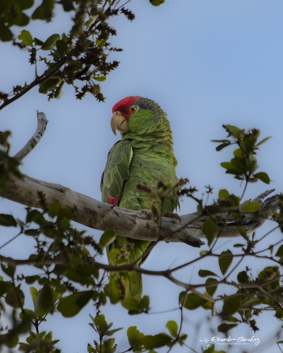 Red-crowned Amazon - ML619750887