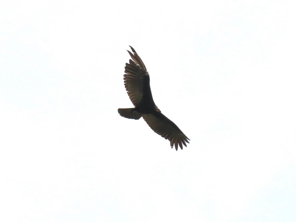 Greater Yellow-headed Vulture - ML619750908