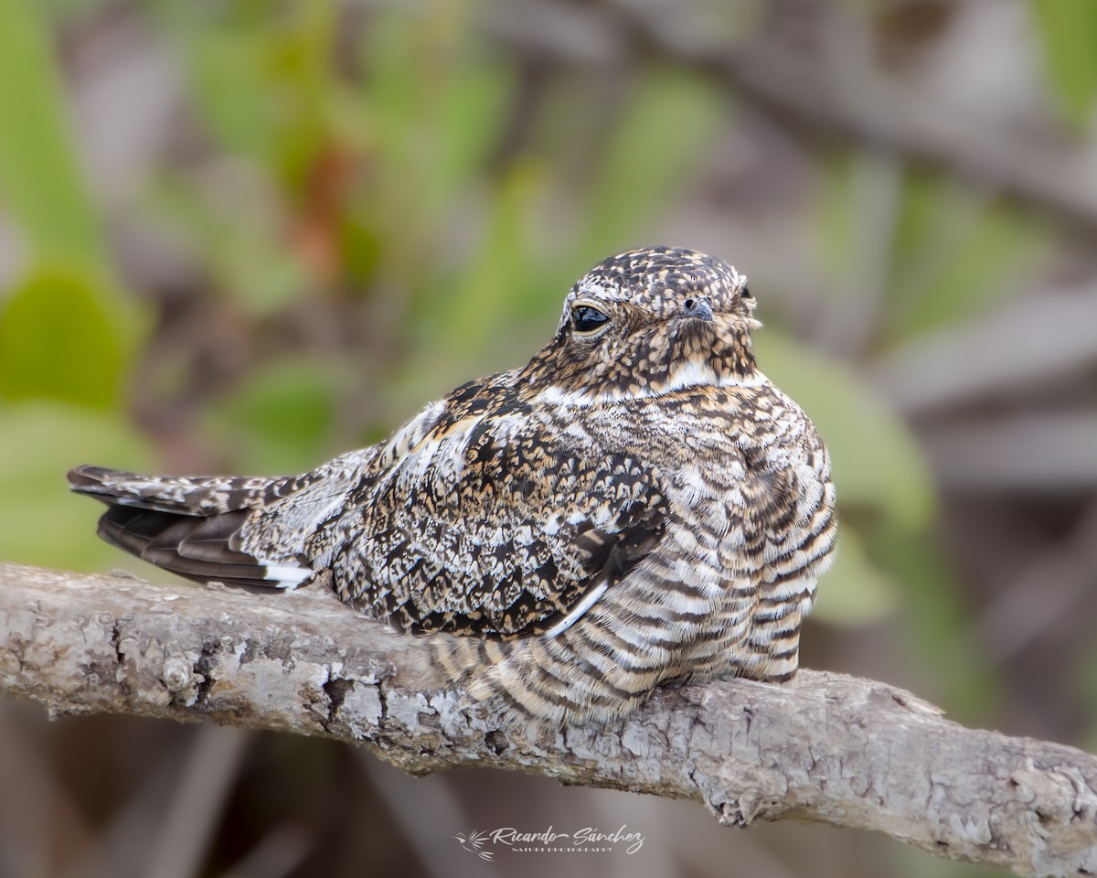 Antillean Nighthawk - ML619750923