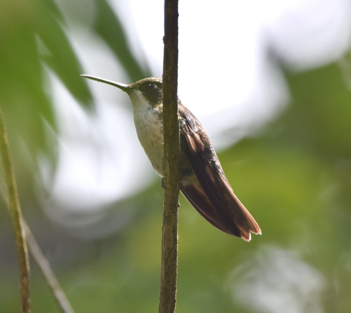 kolibřík salvadorský - ML619750925