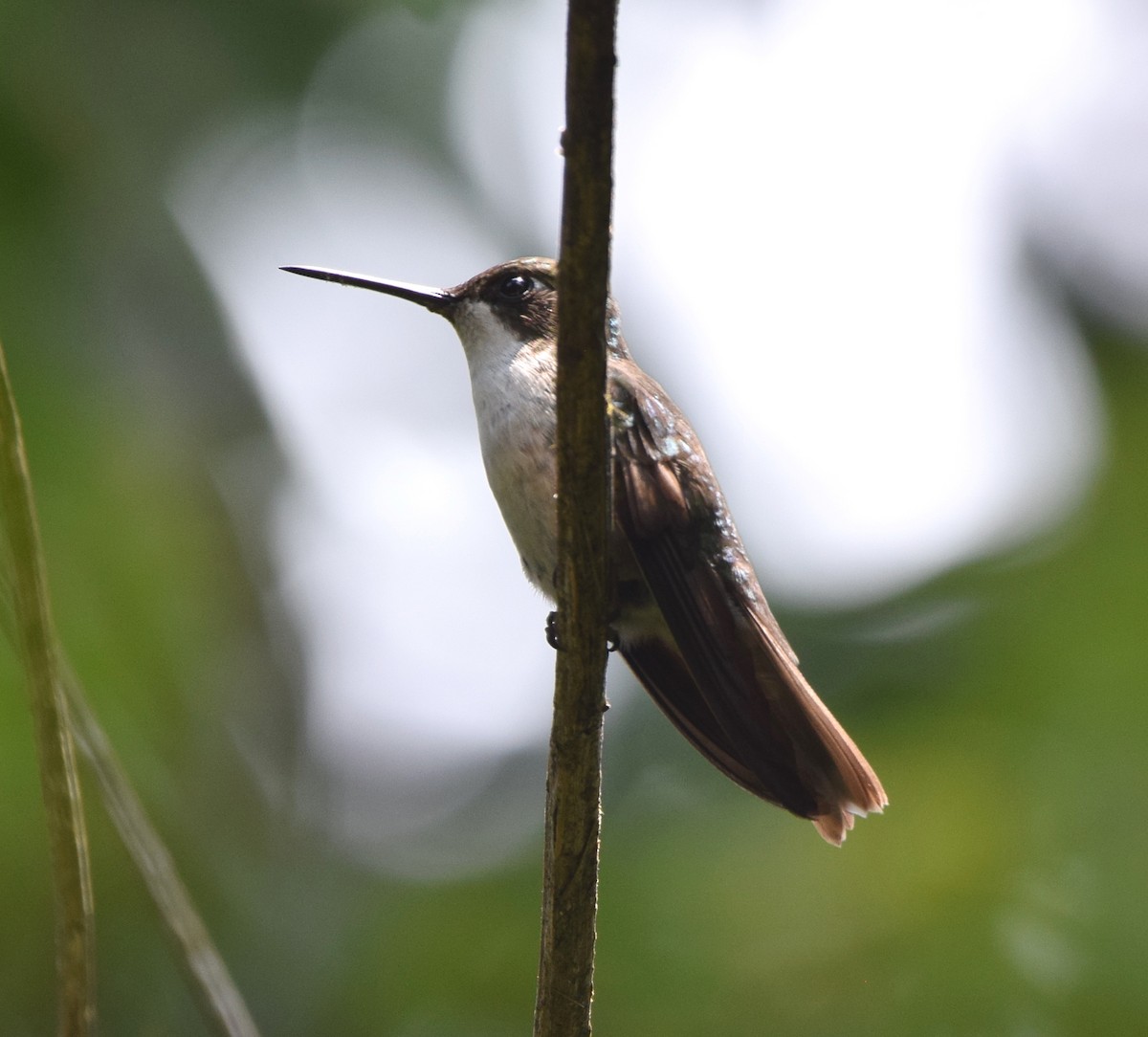 kolibřík salvadorský - ML619750926