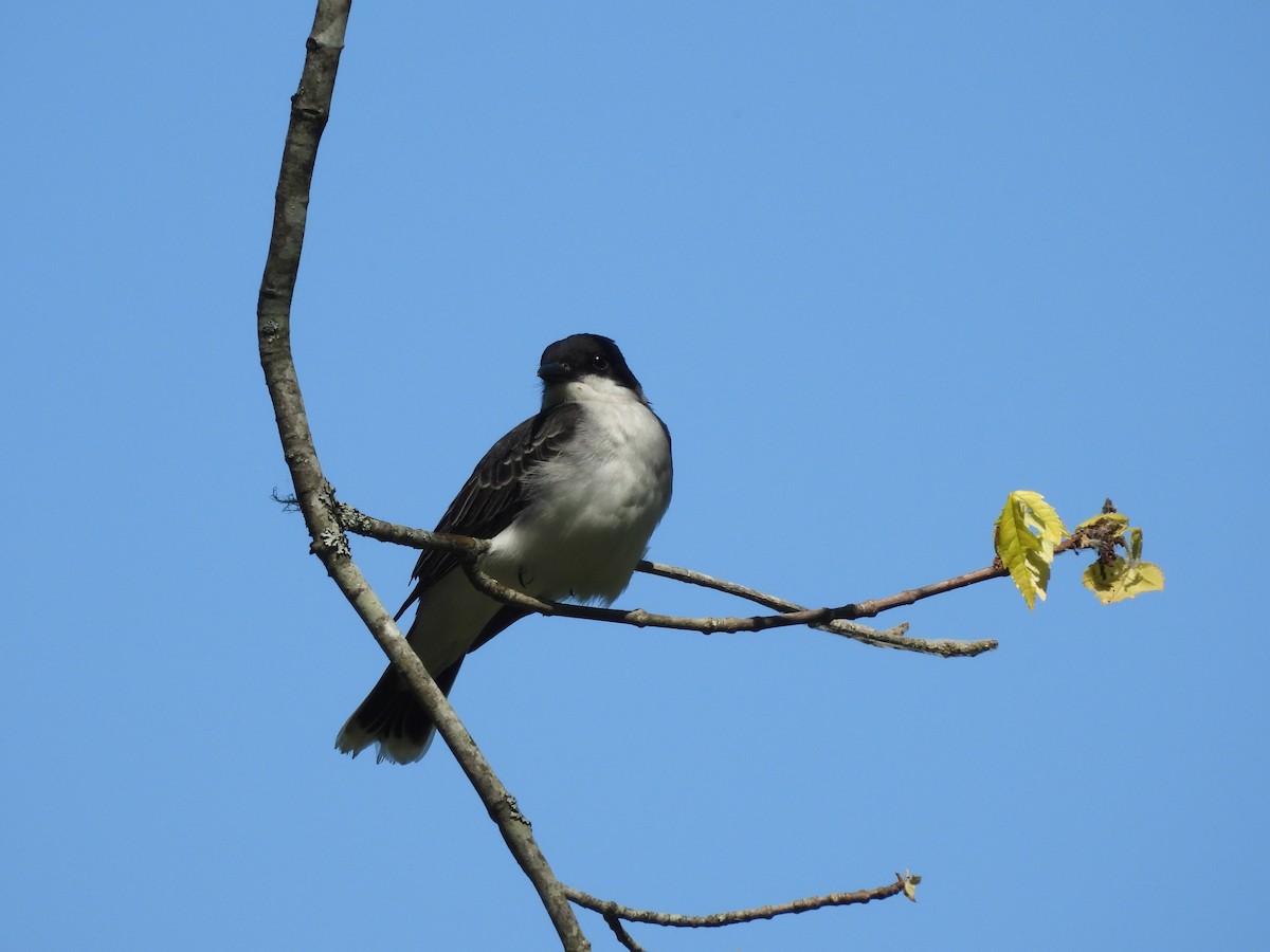 Eastern Kingbird - ML619750931