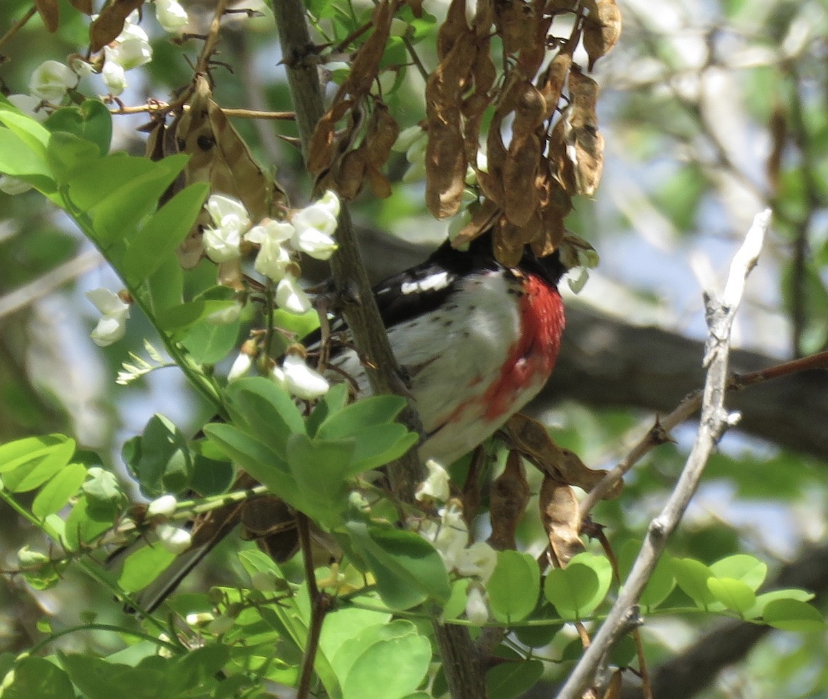 Rose-breasted Grosbeak - ML619750936