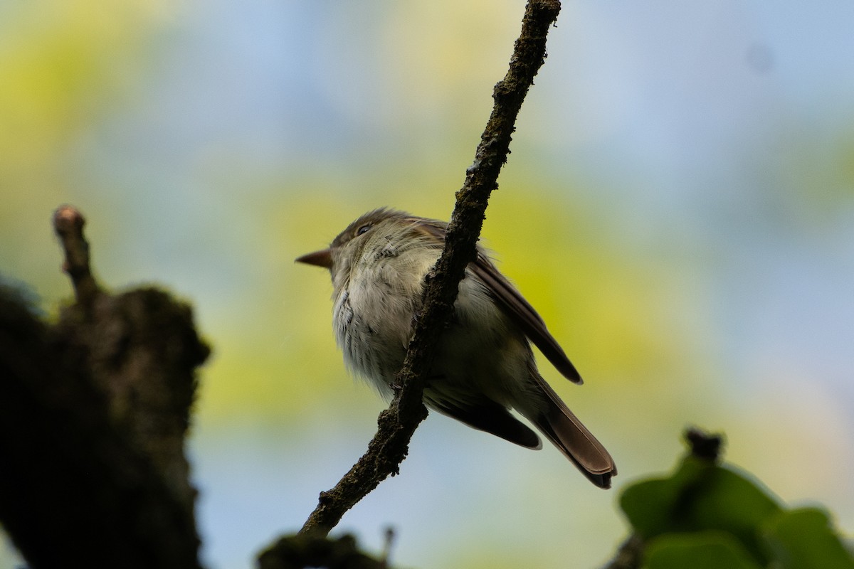 Acadian Flycatcher - ML619750941