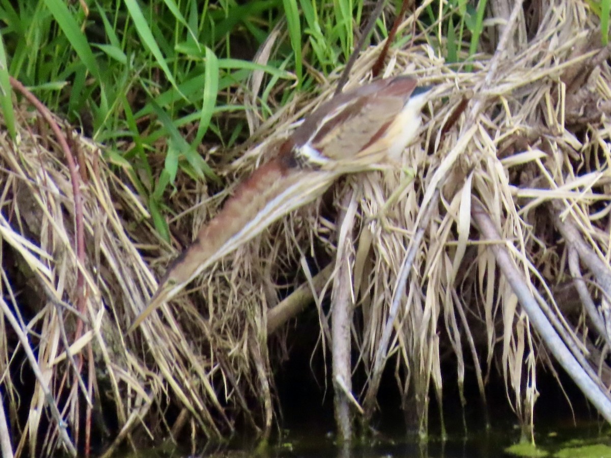 Least Bittern - ML619750946