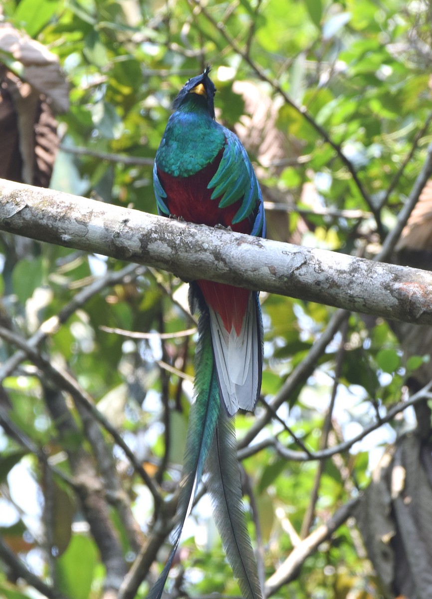 Quetzal Guatemalteco - ML619750951
