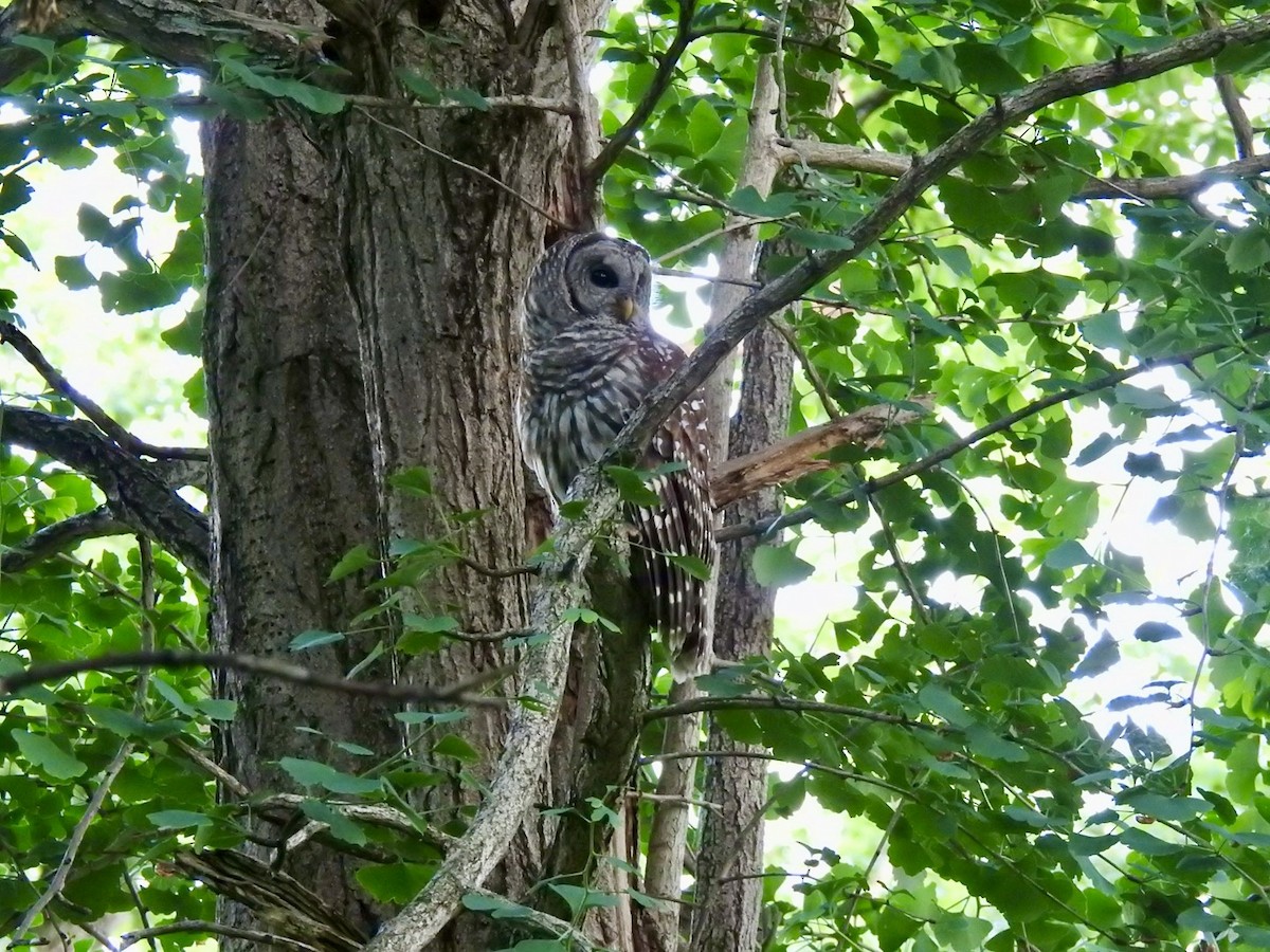 Barred Owl - ML619750966