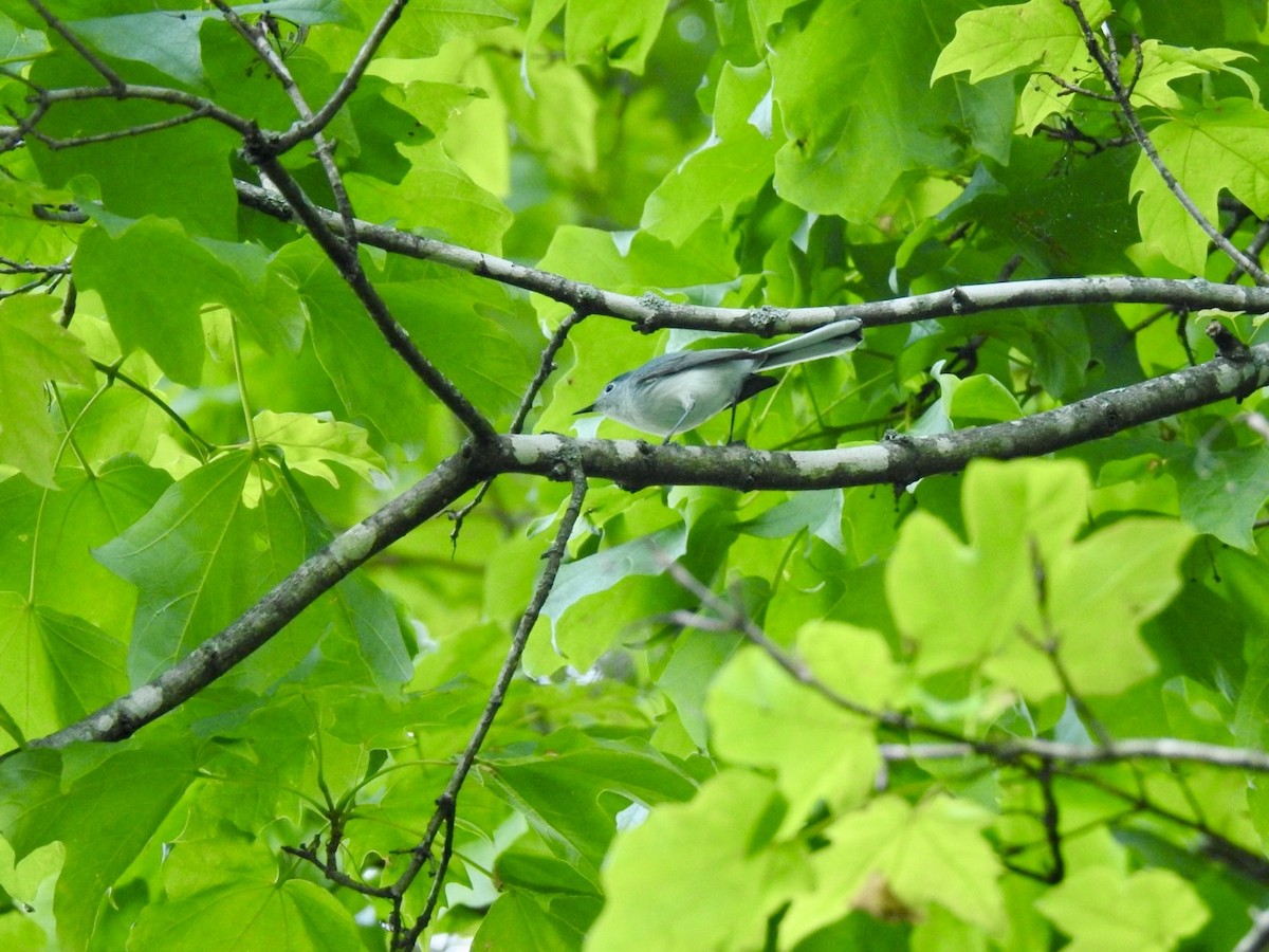 Blue-gray Gnatcatcher - ML619750973