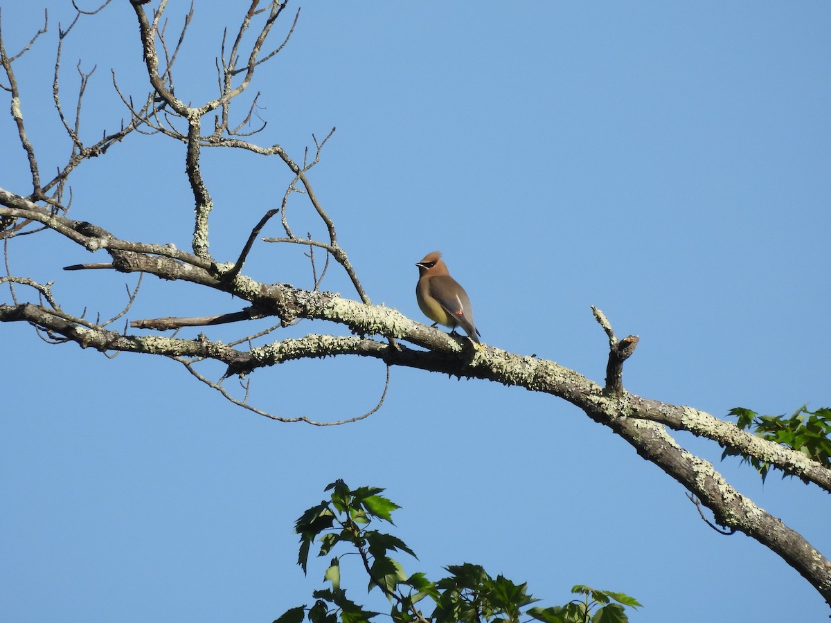 Cedar Waxwing - ML619750982