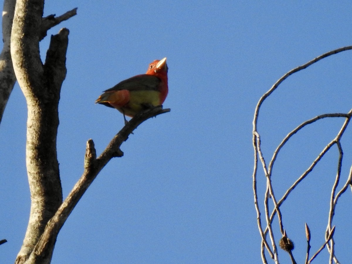 Summer Tanager - ML619750986