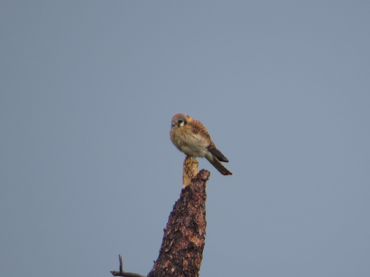 American Kestrel - ML619750989