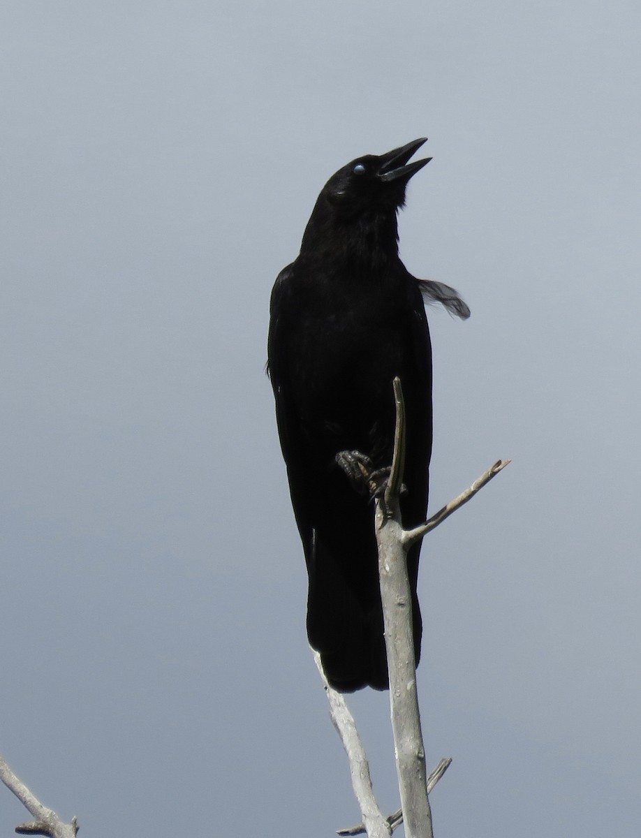 American Crow - ML619750994