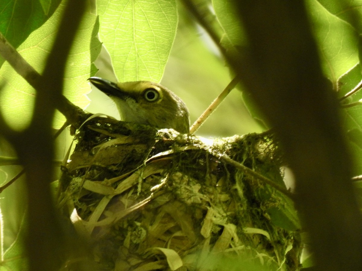 White-eyed Vireo - ML619751000