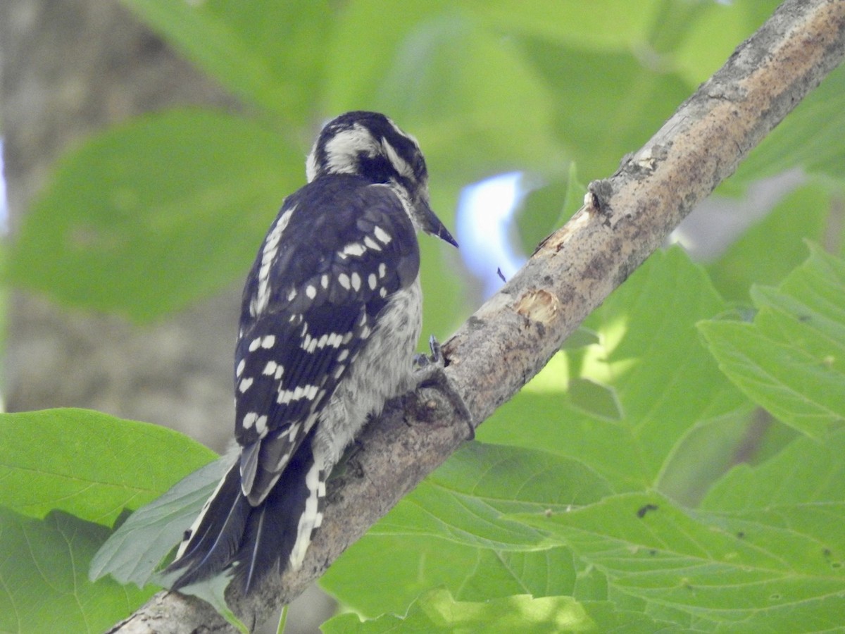 Downy Woodpecker - ML619751012