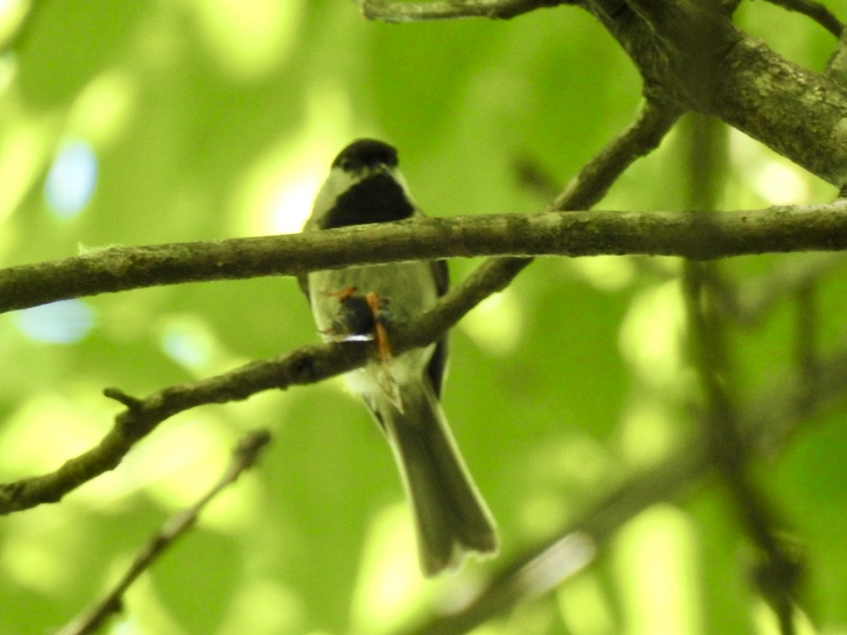 Carolina Chickadee - ML619751027