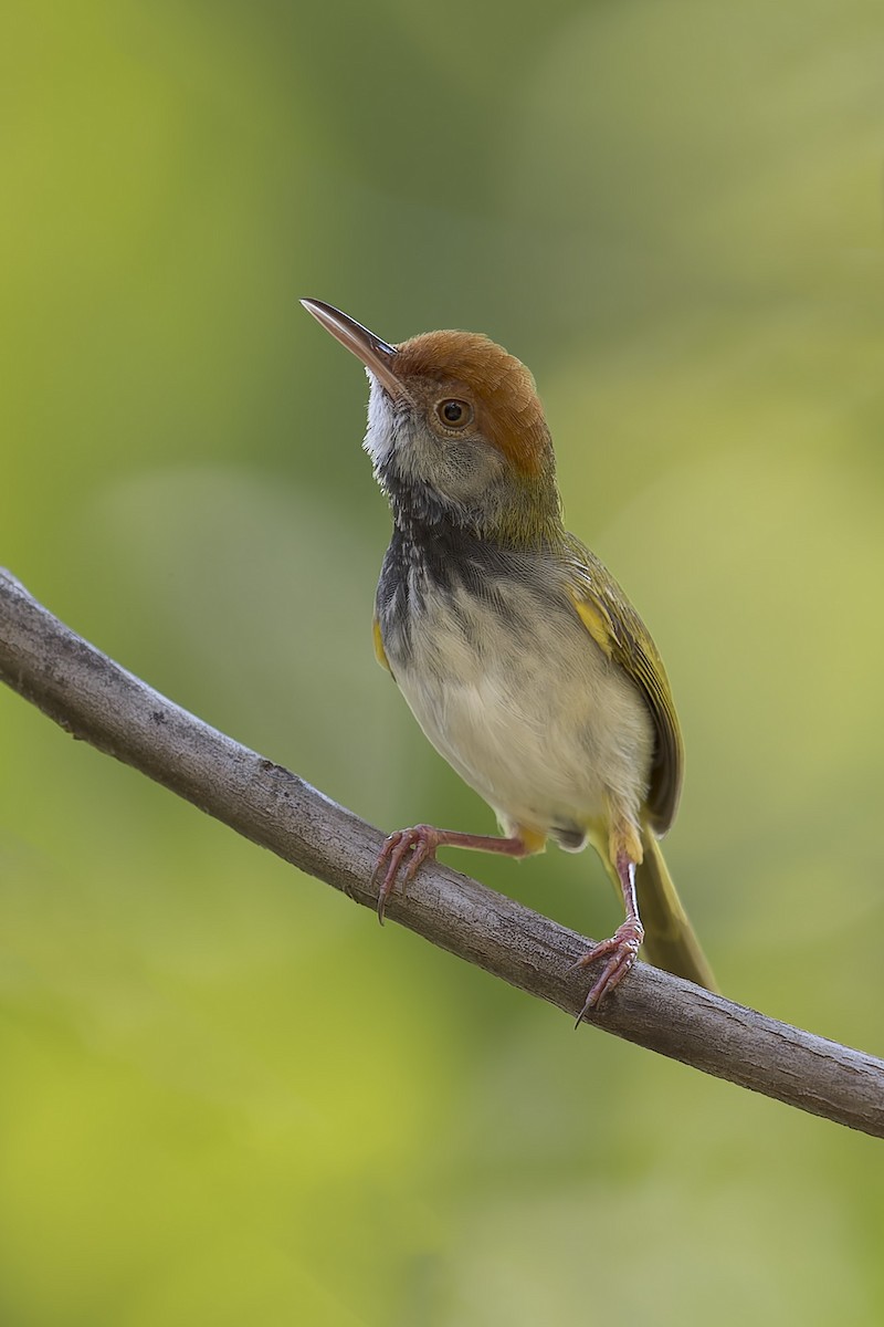 Dunkelkehl-Schneidervogel - ML619751029