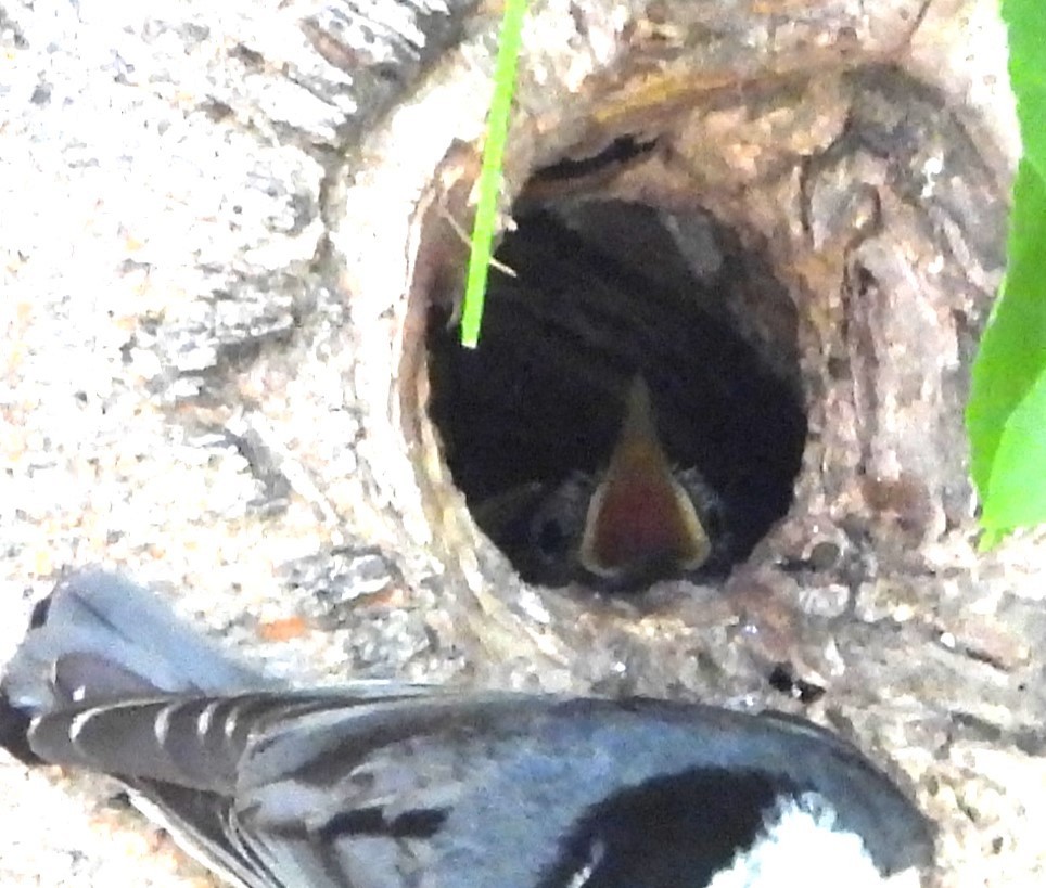 White-breasted Nuthatch - ML619751035