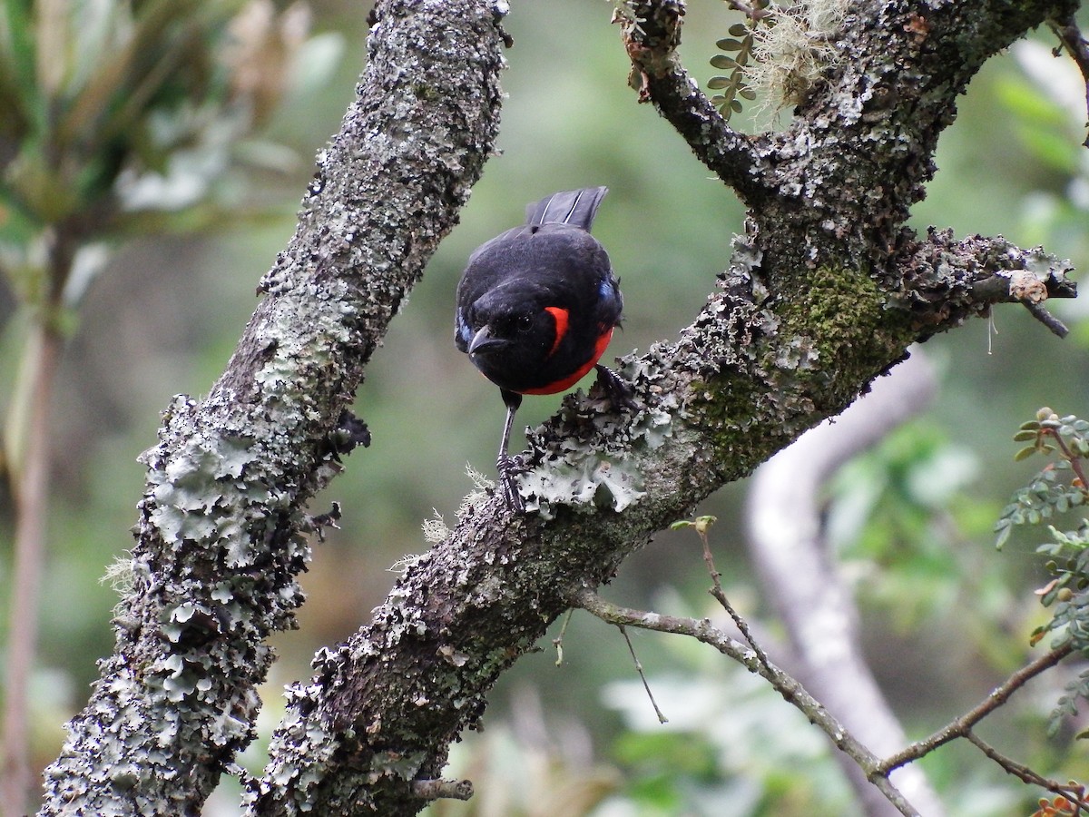 Scarlet-bellied Mountain Tanager - ML619751042