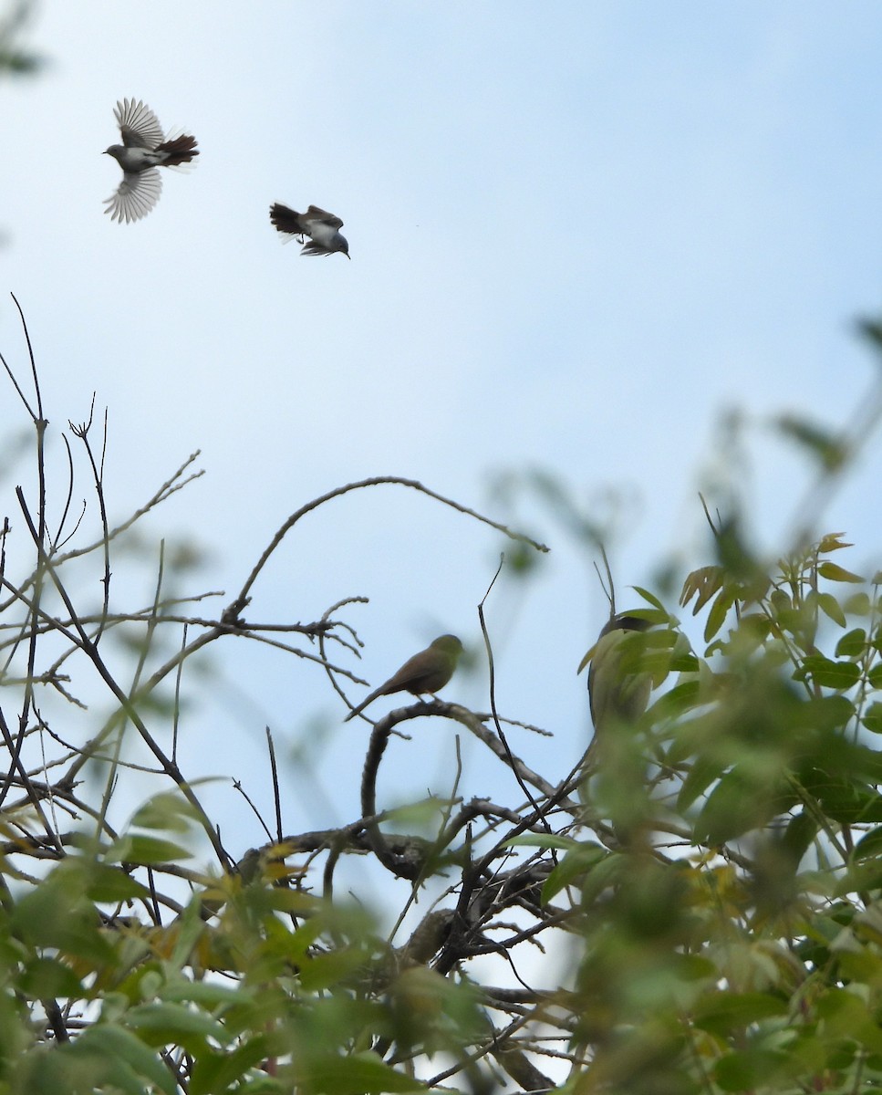 Blue-gray Gnatcatcher - ML619751049