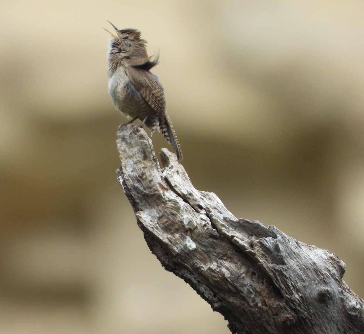 House Wren - ML619751080