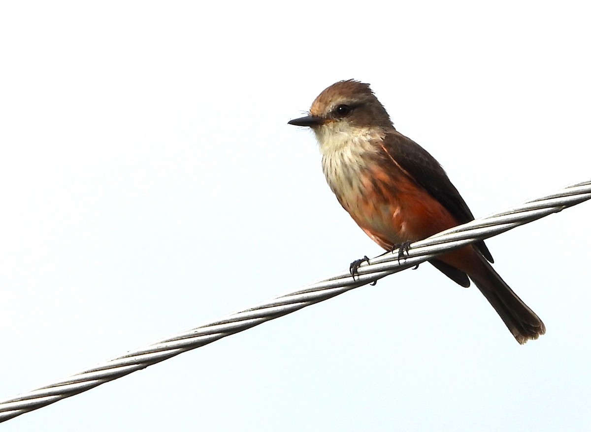 Vermilion Flycatcher (obscurus Group) - Ed Kwater