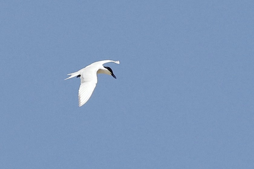 Gull-billed Tern - ML619751092