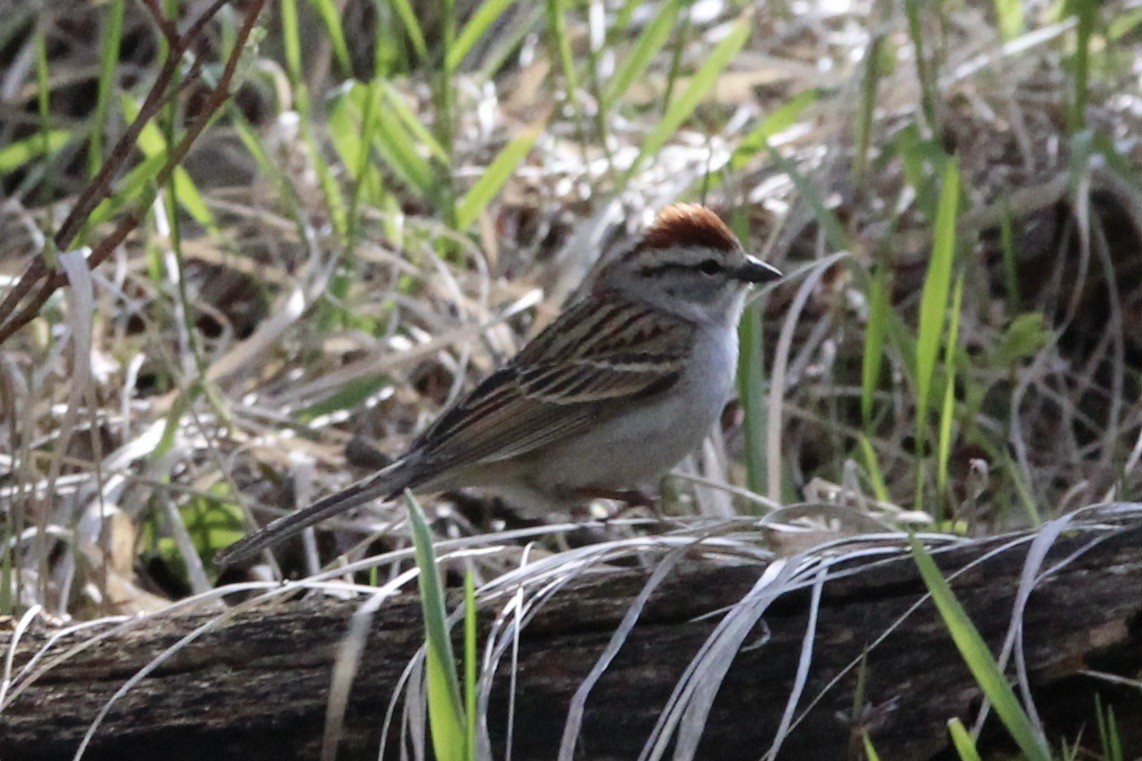 Chipping Sparrow - ML619751093