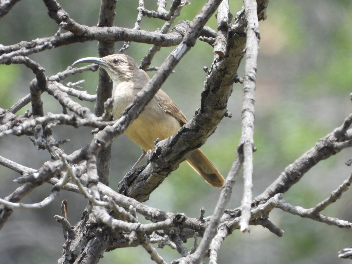 California Thrasher - ML619751114