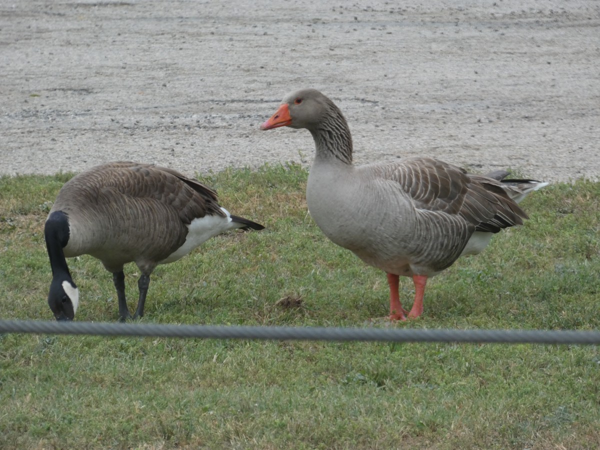 Canada Goose - ML619751121