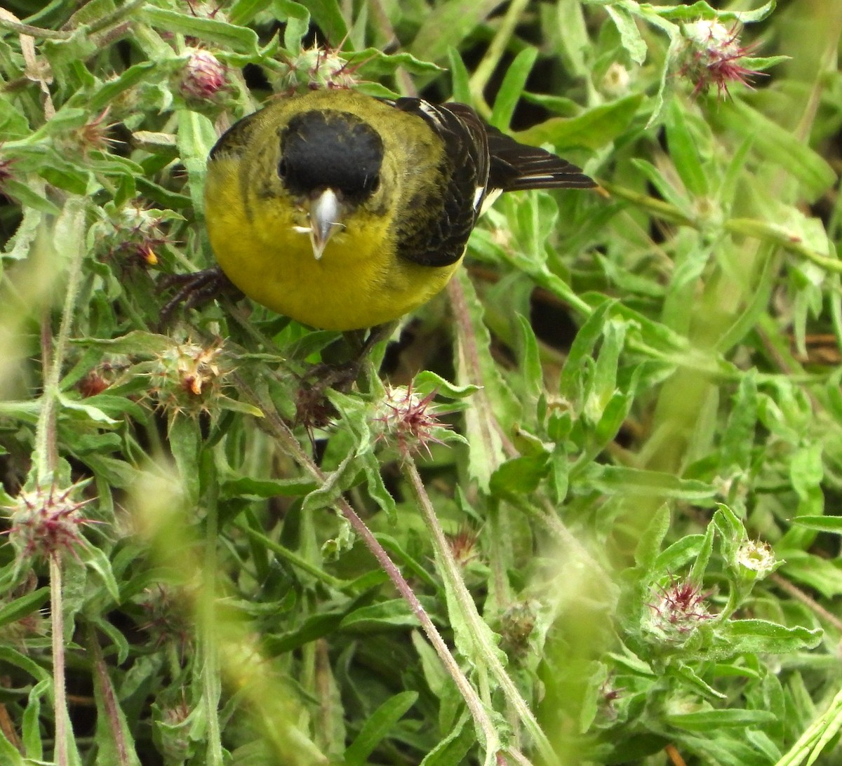 Lesser Goldfinch - ML619751147