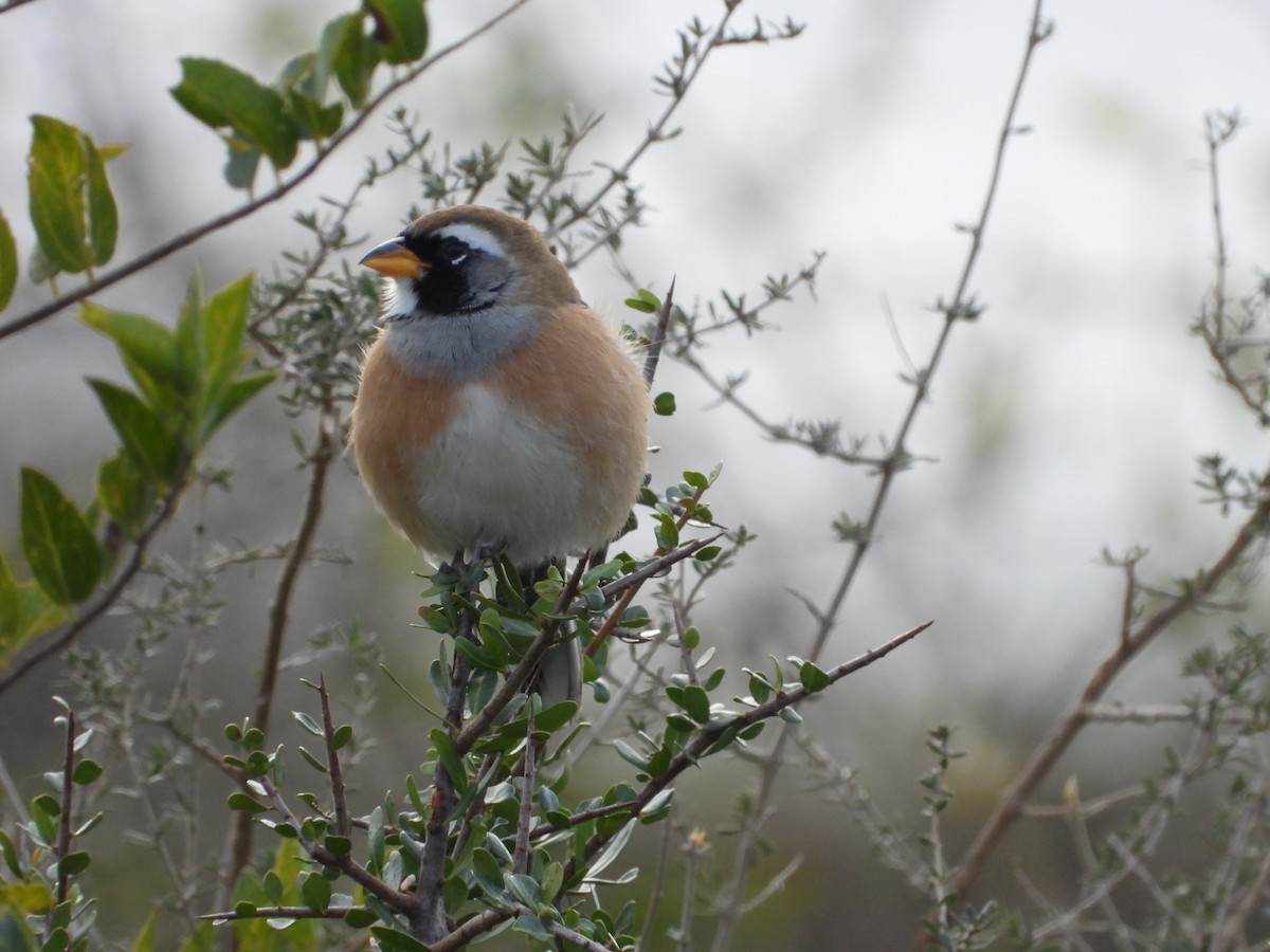 Many-colored Chaco Finch - Más Aves