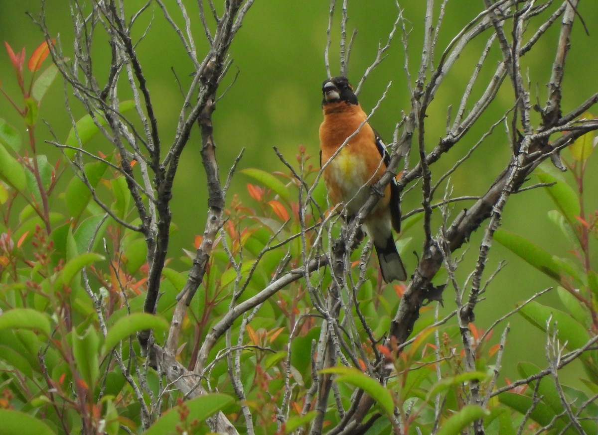 Cardinal à tête noire - ML619751170