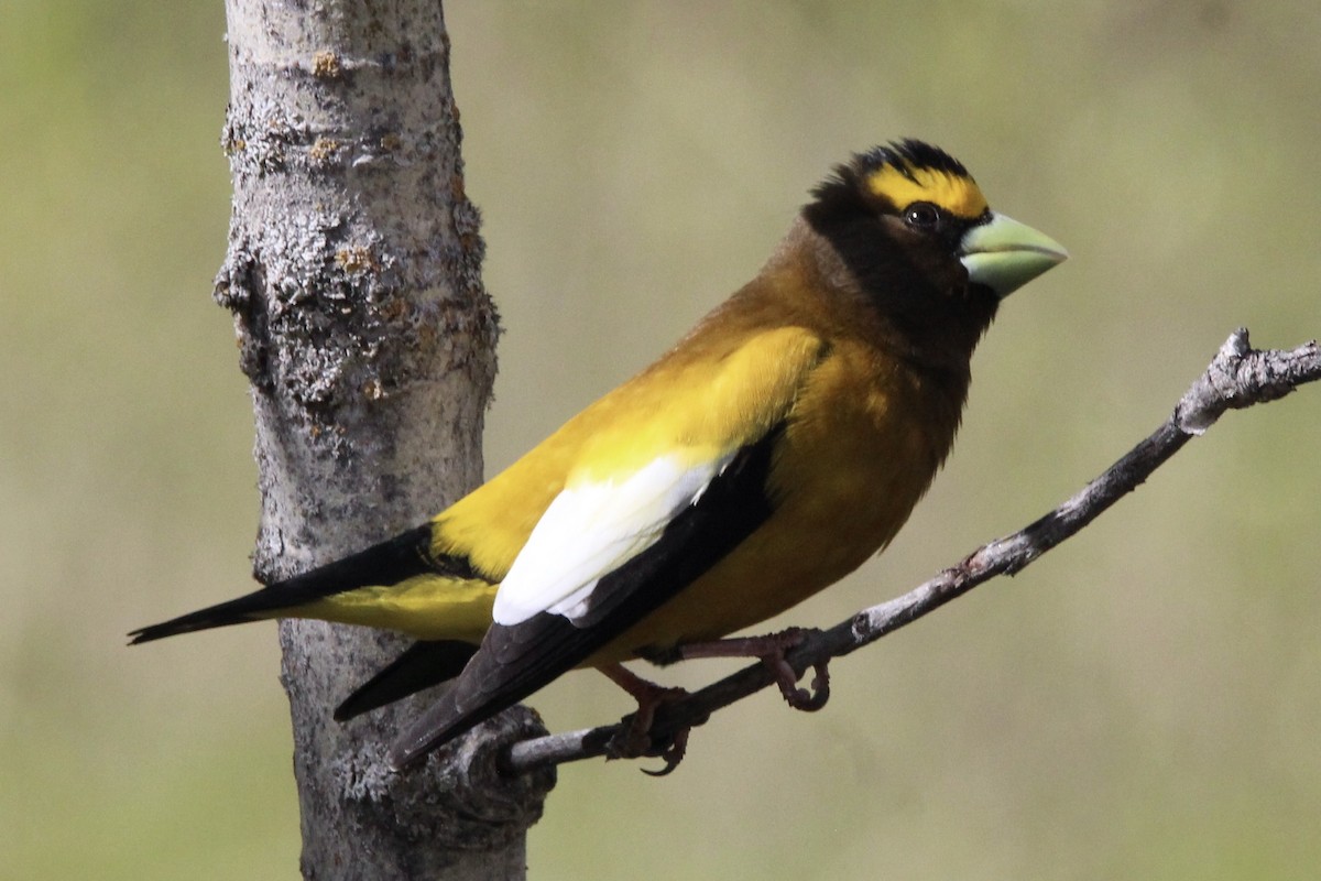 Evening Grosbeak - ML619751183